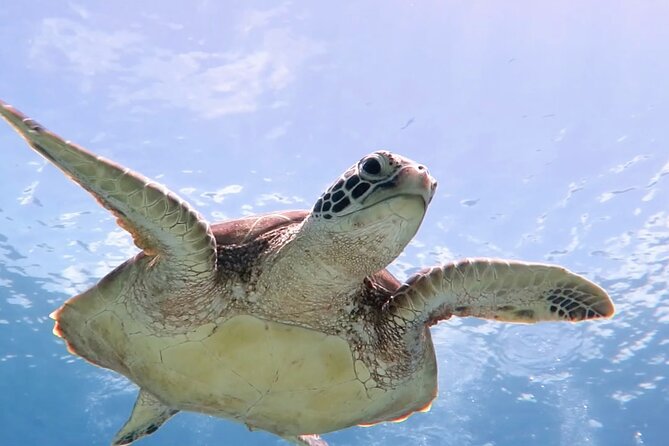 Cas Cay - Kayak Hike and Snorkel Adventure - Key things I’d plan around