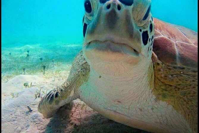 Cas Cay - Kayak Hike and Snorkel Adventure - Price and value at $99: what you’re really buying