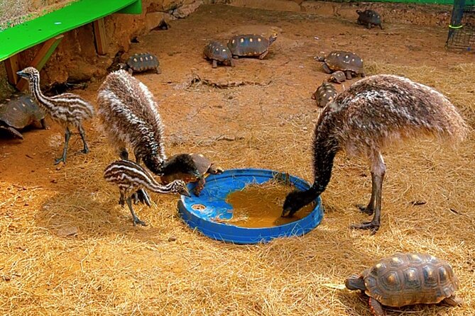 Connors Farms Petting Zoo - Stumpy Bay Views: The Surprise Payoff