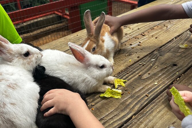 Connors Farms Petting Zoo - What’s Included (and What You’ll Need to Plan Yourself)
