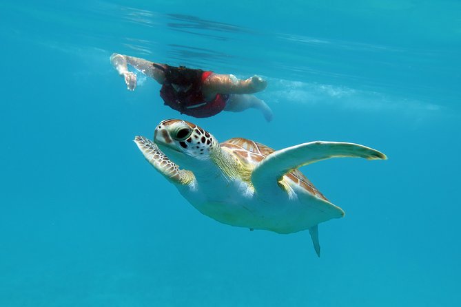 Coral Reef and Turtle Discovery Kayak and Snorkel Tour - Why this St. Thomas kayak-and-snorkel tour feels different