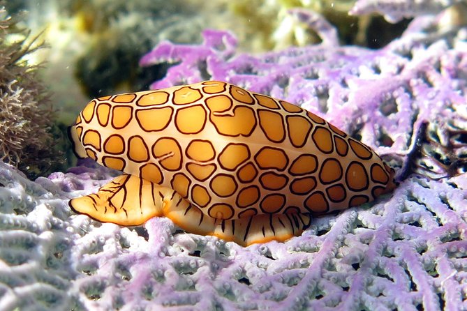 Coral Reef and Turtle Discovery Kayak and Snorkel Tour - The sea turtle habitat swim: expect closeness, not chaos