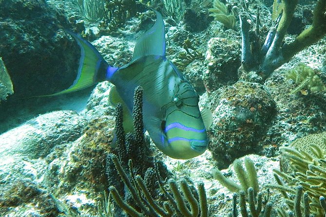 Coral Reef and Turtle Discovery Kayak and Snorkel Tour - Food on the water: what’s included and why it matters