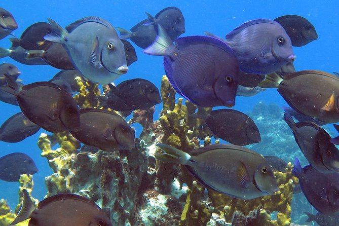 Coral Reef and Turtle Discovery Kayak and Snorkel Tour - Price and extras: is $169 good value?