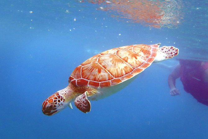 Coral Reef and Turtle Discovery Kayak and Snorkel Tour - Logistics that make-or-break your day: swim ability, timing, and meeting point