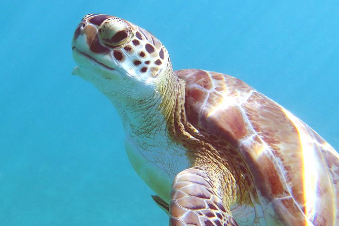 Coral Reef and Turtle Discovery Kayak and Snorkel Tour - The 5-hour rhythm: Emerald Beach to reef coves to turtle swim