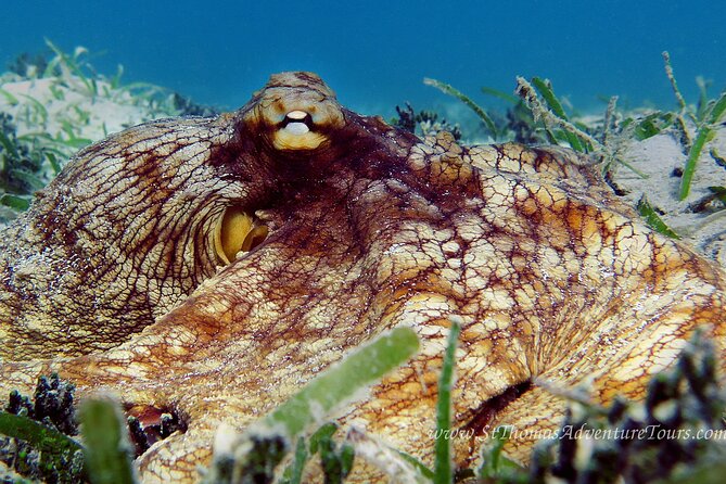 Coral Reef and Turtle Kayak Excursion - Stop 2: snorkeling with sea turtles in their habitat