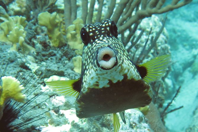 Coral Reef and Turtle Kayak Excursion - Photographer support and the $40 photo package option