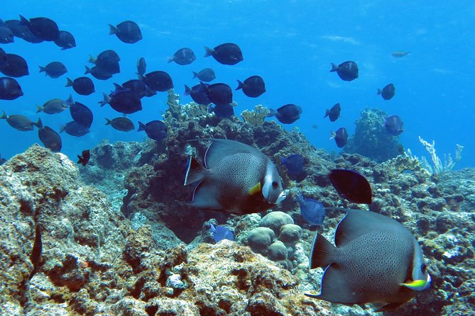 Coral Reef and Turtle Kayak Excursion - Price and value: is $159 worth it?