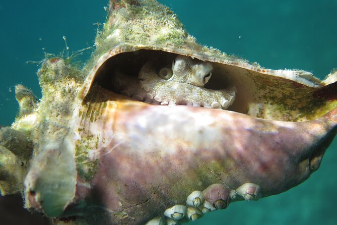 Coral Reef and Turtle Kayak Excursion - Practical logistics in St Thomas: where to go and what to bring