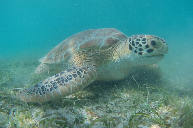 Full Day Private Charter, Snorkel St. John (12 guests, 55’ yacht) - Stop 1: Maho Bay for Turtles and a Relaxing Snorkel