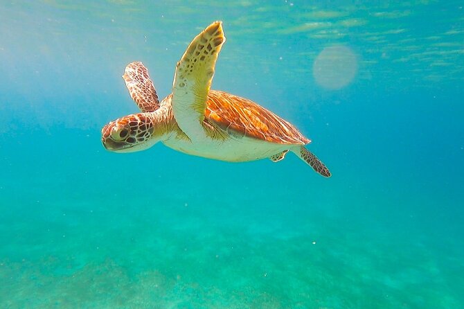 Full-Day Sailing Tour in Virgin Islands National Park - What to Pack for a 6-Hour Sail and Snorkel Day