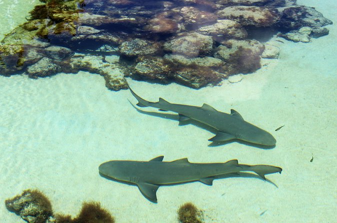 Guided Tour of Coral World Ocean Park & Happy Hour - The guide experience: what stood out and why it matters