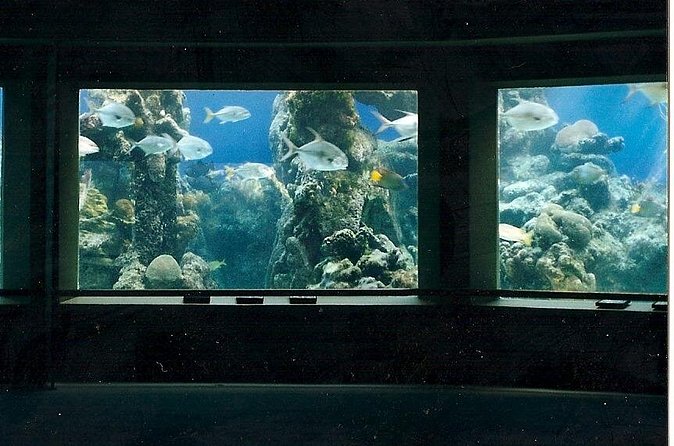 Guided Tour of Coral World Ocean Park & Happy Hour - Who this tour suits best (and who might want a different option)