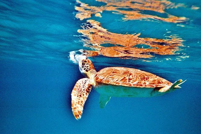 Half Day Sail and Snorkel with the Turtles - The 7-foot ladder rule: the one consideration that really matters