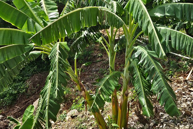 Island Eco Farm Tour with Local Treats and Sapphire Beach Time - Why a St Thomas farm visit pairs so well with Sapphire Beach