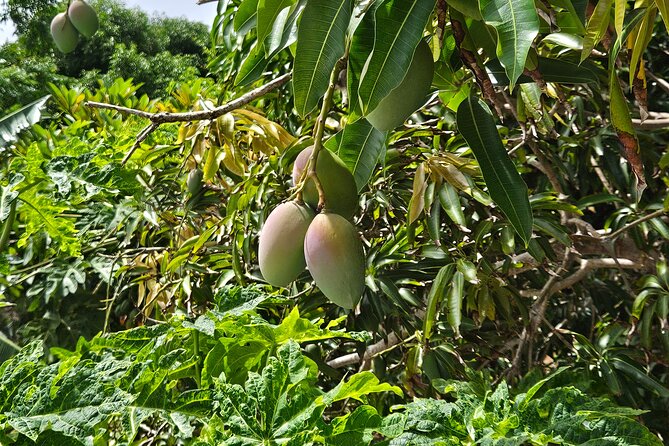 Island Eco Farm Tour with Local Treats and Sapphire Beach Time - Who this tour is for (and who should think twice)