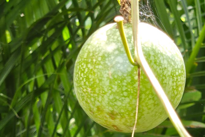 Island Eco Farm Tour with Local Treats and Sapphire Beach Time - What you’ll remember: views, hosts, and the feeling of island food