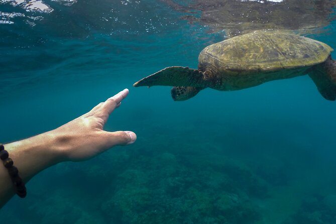 Maho Bay Turtle Snorkel with Lunch and Bar at Frenchman's Reef - Logistics That Actually Matter: Meeting Point, Parking, and Group Size