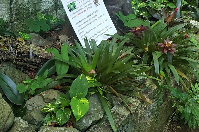 Nature and Sightseeing at Phantasea Tropical Botanical Garden - Phantasea Tropical Botanical Garden in St Thomas: the quick pitch