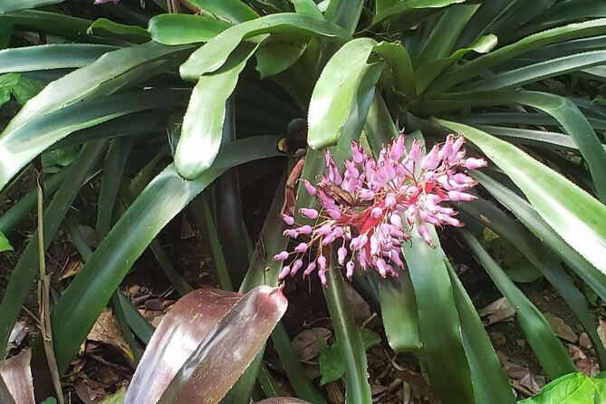 Nature and Sightseeing at Phantasea Tropical Botanical Garden - Small details that affect your day