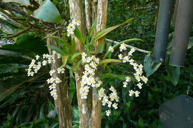 Nature and Sightseeing at Phantasea Tropical Botanical Garden - Booking checklist: questions to ask yourself first