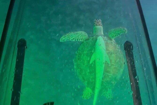 Night Kayak Tour St. Thomas - Westin Frenchman's Reef - Glow Paint, Glow Gear, and the Full-Moon Feel