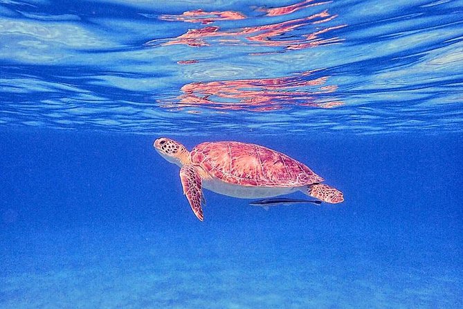 Private Half-Day Guided Snorkeling Charter in St. Thomas - VIP time on an exclusive 42-foot boat