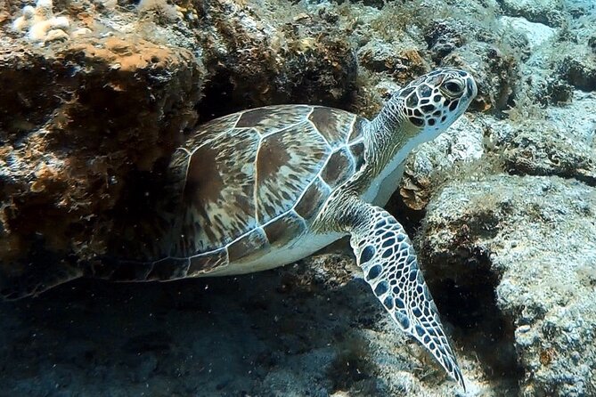 Private Half-Day Guided Snorkeling Charter in St. Thomas - Little St. James: protected marine waters and coral gardens