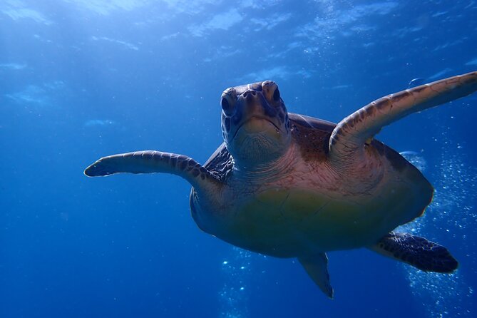 Private Half-Day Guided Snorkeling Charter in St. Thomas - Who should book this St. Thomas snorkeling charter