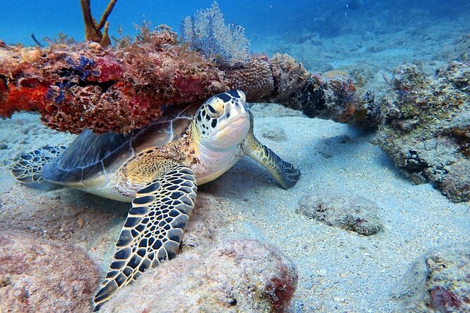 Private Half-Day Guided Snorkeling Charter in St. Thomas - Saga Haven Marina: check-in and fitting before you splash