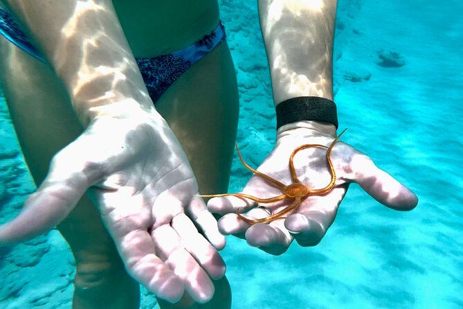 Private Luxury Catamaran Half Day Charter - Turtle Cove snorkeling at Buck Island National Wildlife Refuge