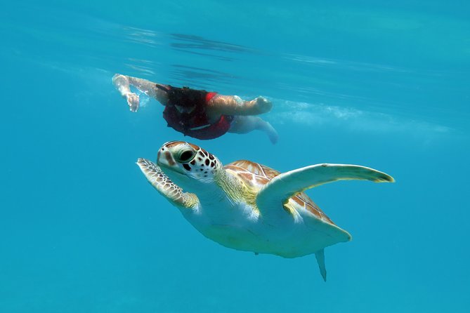 Reef and Turtle Adventure - Kayak and Snorkel Tour - What to wear for kayaking plus snorkeling (so you stay comfortable)