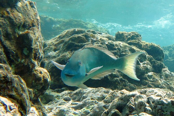 Reef and Turtle Adventure - Kayak and Snorkel Tour - Turtle snorkeling after lunch: the calmer bay moment that people remember