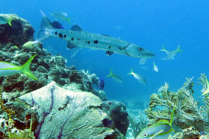 Reef and Turtle Adventure - Kayak and Snorkel Tour - Photos and extras: budgeting beyond the $159 ticket