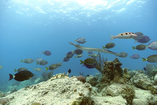 Reef and Turtle Adventure - Kayak and Snorkel Tour - Price and value: is $159 a smart deal for St. Thomas?