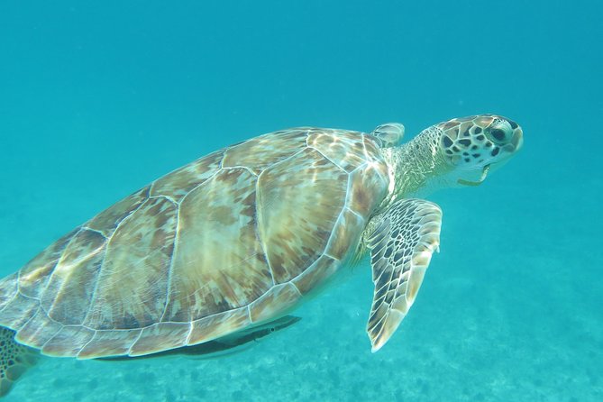Small Group Sea Turtle Tour (Guaranteed to see turtles) - St Thomas Sea Turtle Snorkeling: Shore-First, Crowd-Avoiding