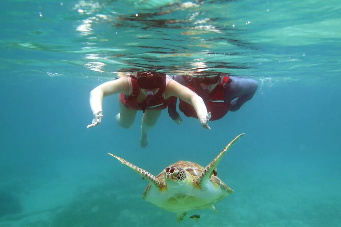 Small Group Sea Turtle Tour (Guaranteed to see turtles) - Small-Group Snorkeling (Up to 12) Means You Get Attention