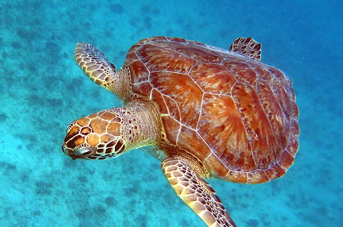Small Group Sea Turtle Tour (Guaranteed to see turtles) - Your Guide Matters: Why Names Like Sophie and Sven Show Up