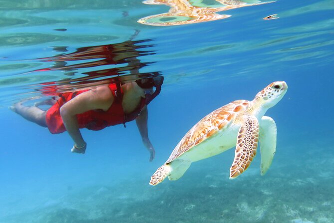 Small Group Sea Turtle Tour (Guaranteed to see turtles) - Meeting Point, Timing, and the Cruise-Ship Reality Check