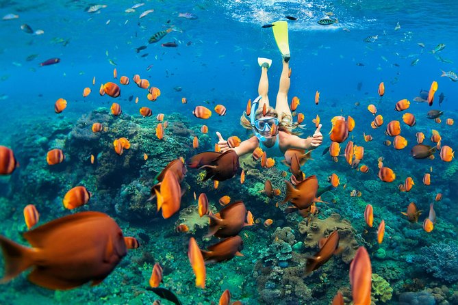 Snorkel & Swim with Turtles. Semi Private Tour to Buck Island & Honeymoon Beach - Key things to know before you go