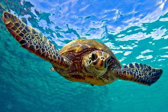 Snorkeling with Sea Turtles at St. Thomas - Key things to know before you go