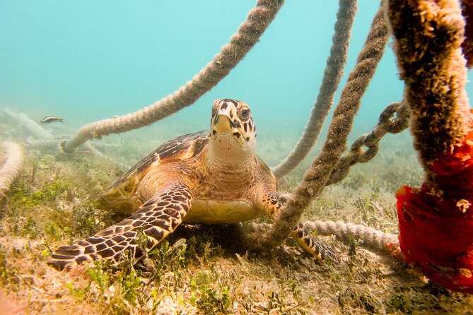 Snorkeling with Sea Turtles at St. Thomas - Getting oriented at Kimbas Food Truck on Brewers Bay Road