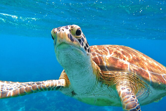 Snorkeling with Sea Turtles at St. Thomas - What you learn underwater (and what to do with that)