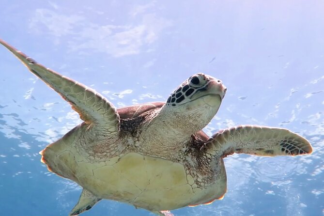 Snorkeling with Sea Turtles at St. Thomas - After snorkeling: 30 minutes of beach time that actually feels like vacation