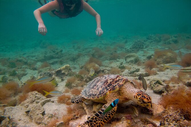 Snorkeling with Sea Turtles at St. Thomas - Into your gear: how the guide makes “first time” feel manageable