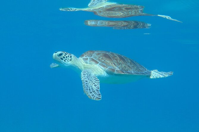 St Thomas Kayak and Sea Turtle Snorkel Excursion - Why this sea turtle kayak snorkel in St Thomas feels so practical