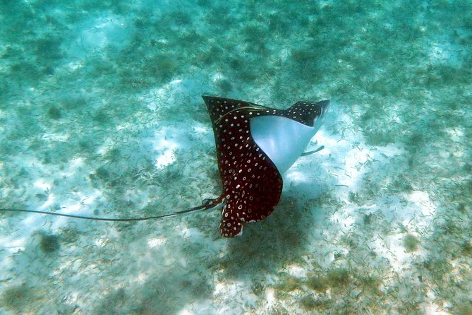 St Thomas Kayak and Sea Turtle Snorkel Excursion - Price and value: what $139 really buys you