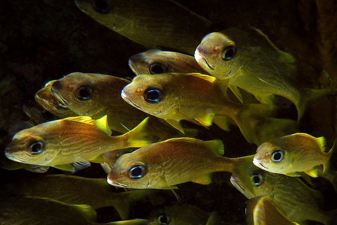 St Thomas Kayak and Sea Turtle Snorkel Excursion - Small-group attention: why this pace helps beginners