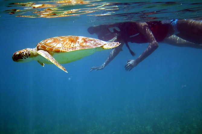 St Thomas Sea Turtle Snorkel Kayak Adventure Tour - Key things that make this St. Thomas sea turtle adventure work